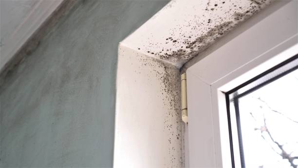Professional Mold Removal in Boyceville, WI