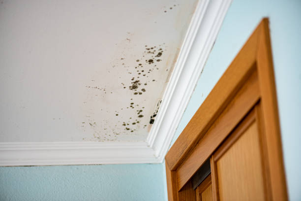 Best Mold Removal Process  in Boyceville, WI